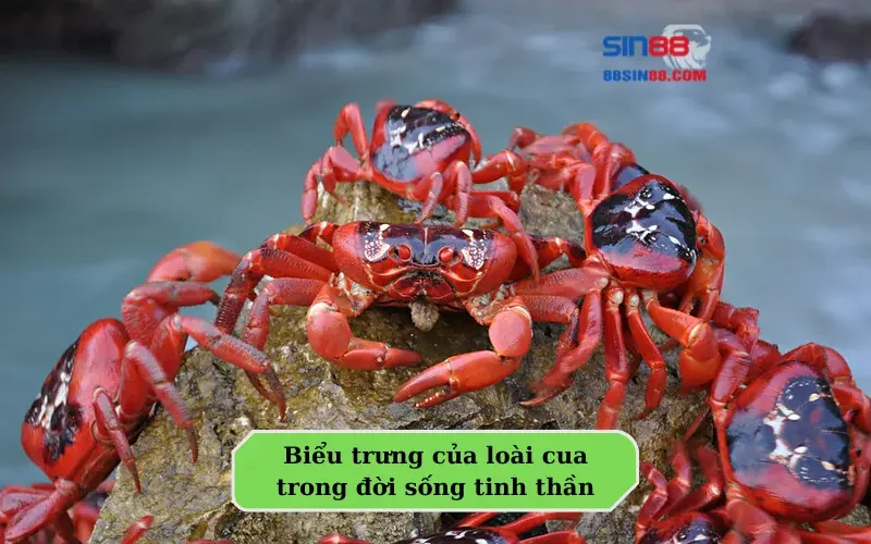 Có nên lo lắng khi mơ thấy cua? Những con số phải biết để phát tài 1 Biểu trưng của loài cua trong đời sống tinh thần